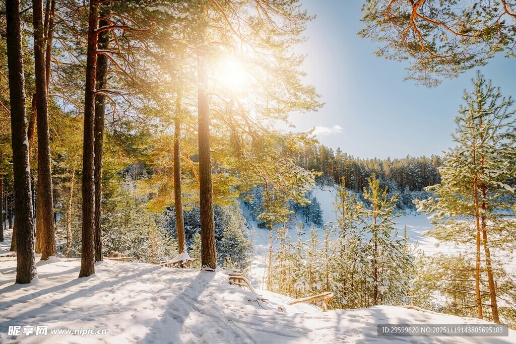 冬日阳光照耀的森林雪景