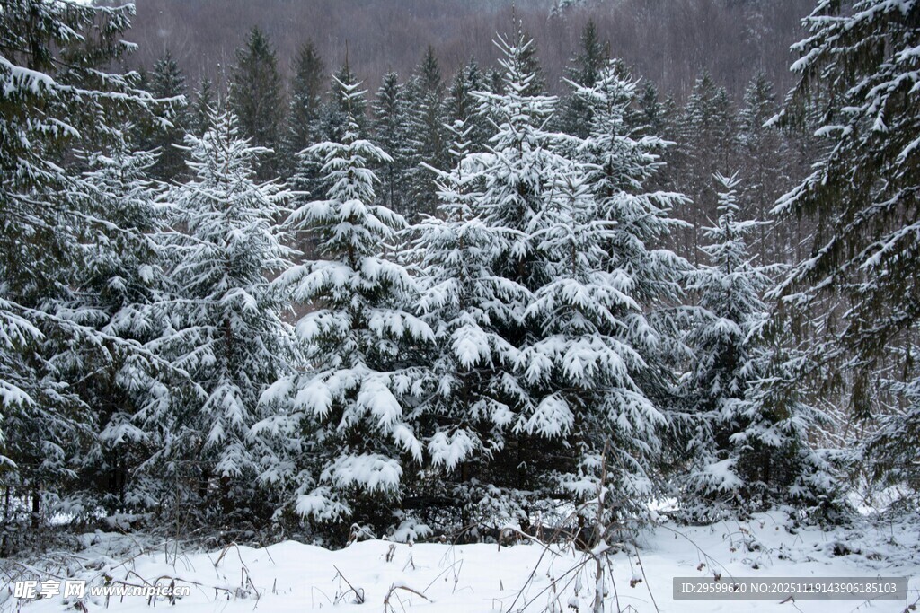雪覆松林美景