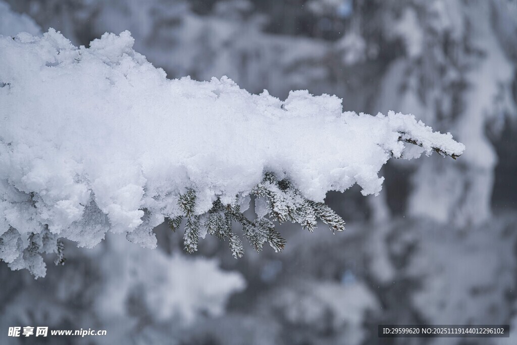 枝头覆雪的冬日美景
