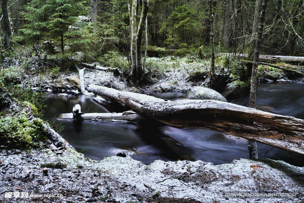 森林中横卧在溪流上的枯木