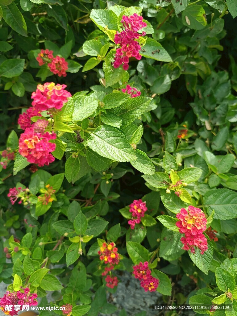 绿叶间绽放的艳丽花朵