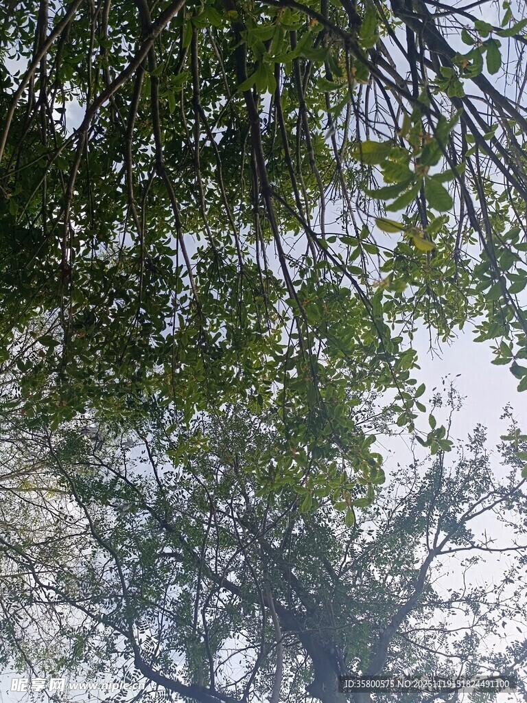 仰视视角下的繁茂树枝