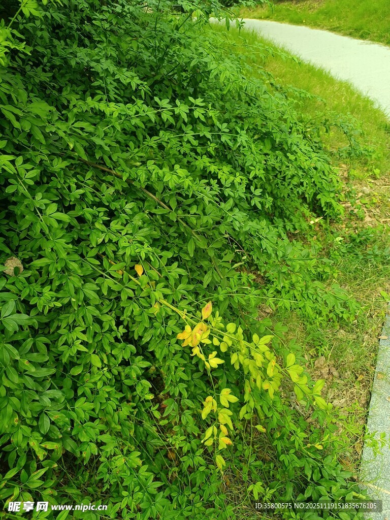 路边繁茂绿植中的黄花