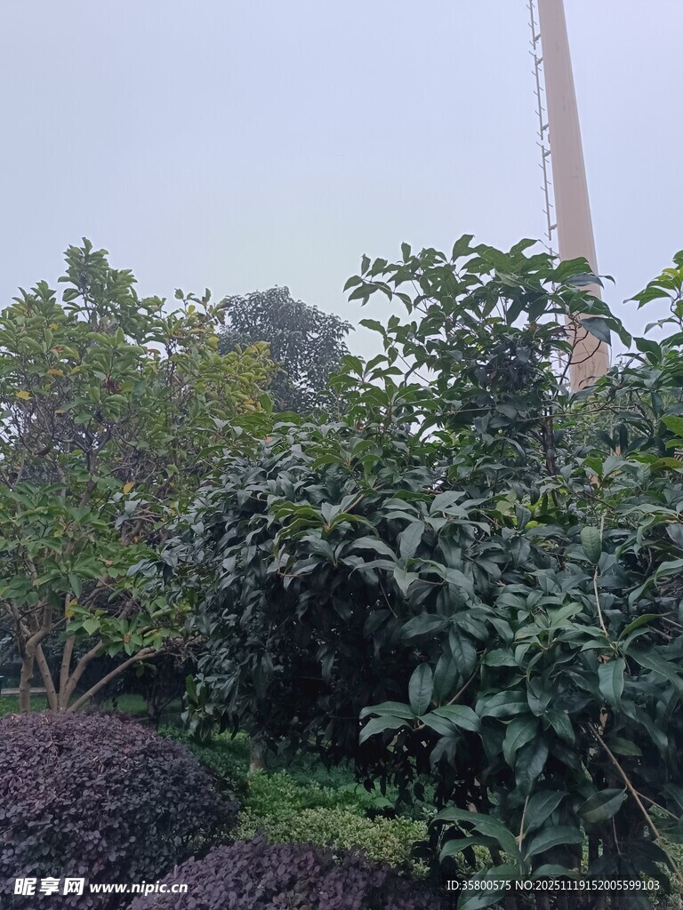 户外绿植与高耸建筑景观