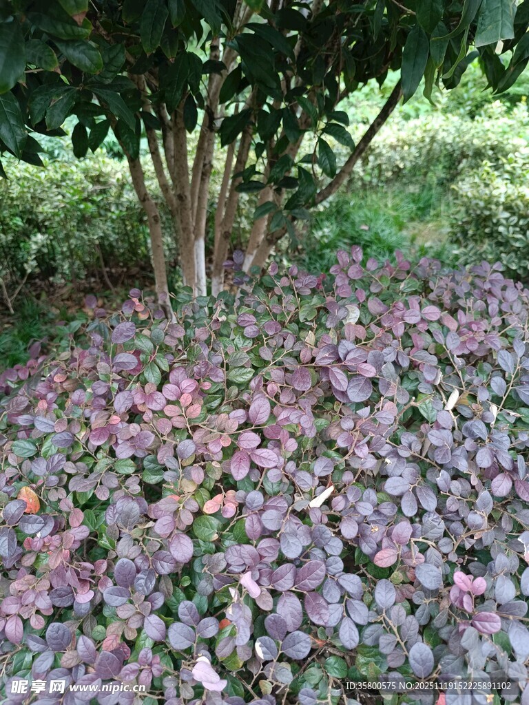 树下缤纷落花美景