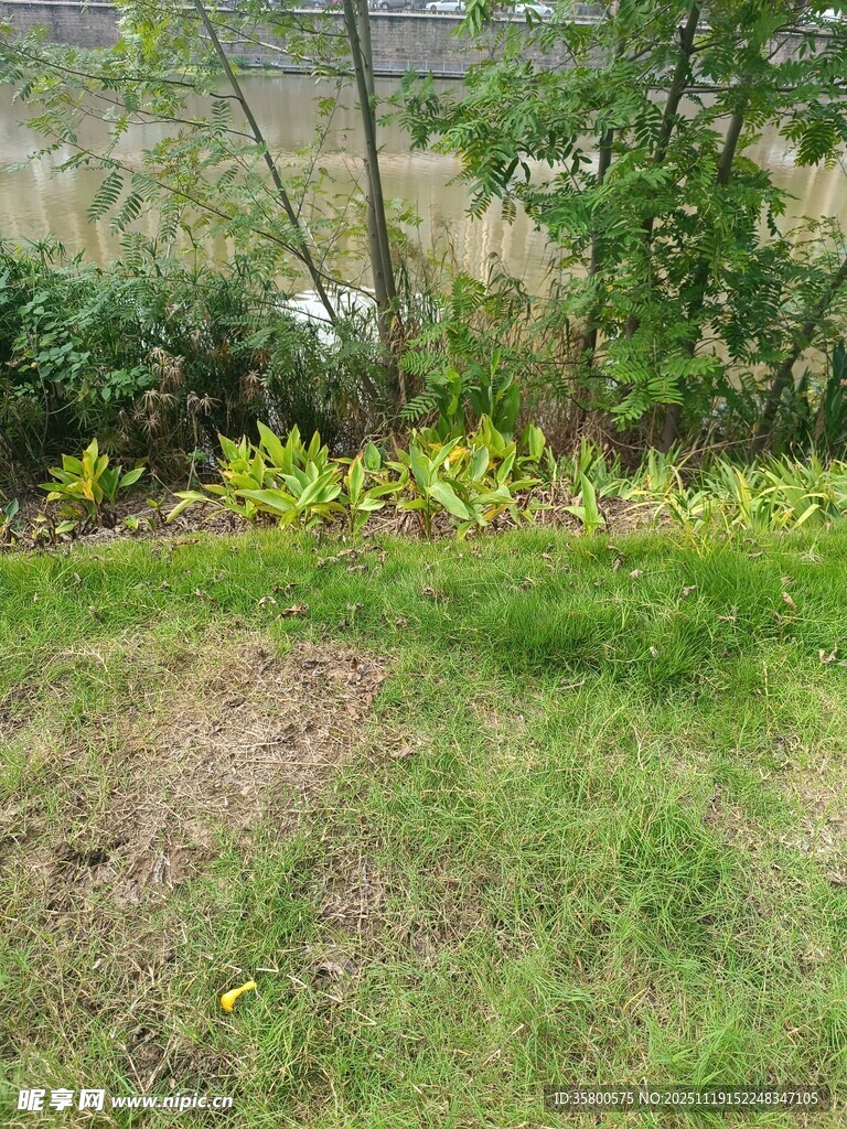 户外草地绿植自然景致