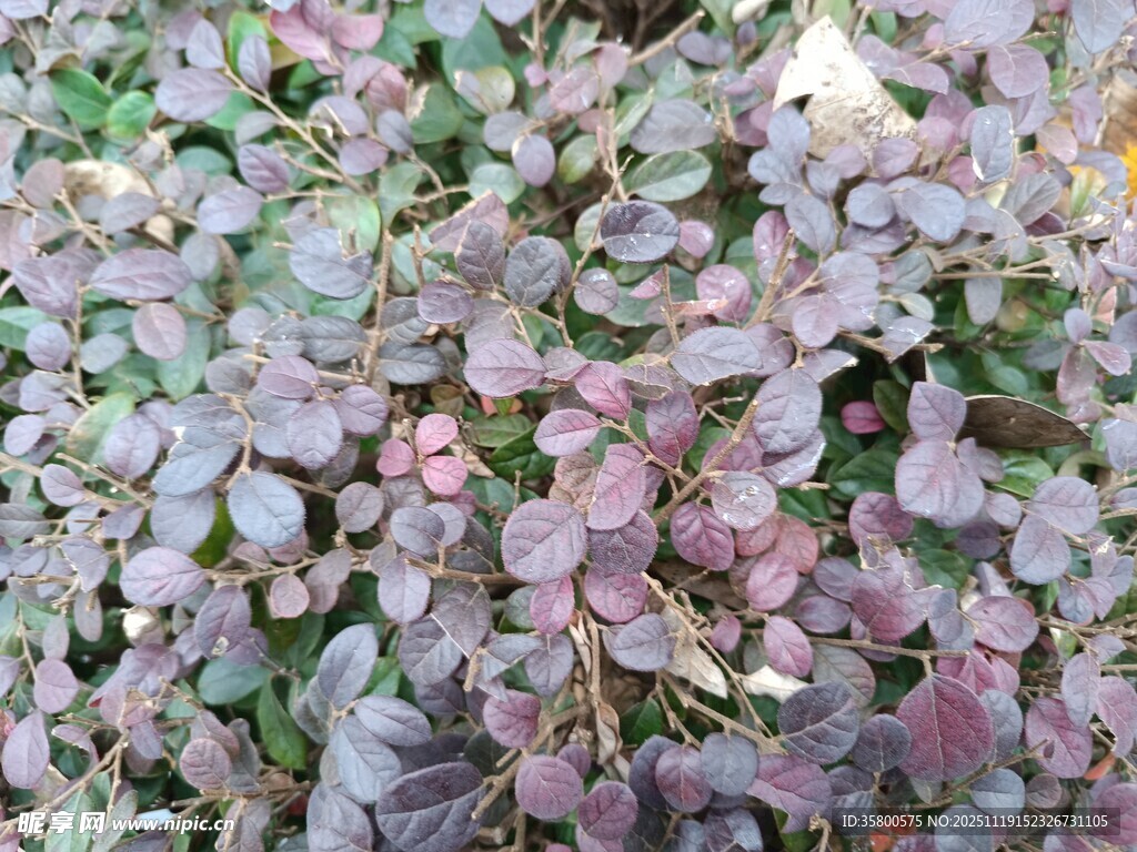 紫色叶片植物特写