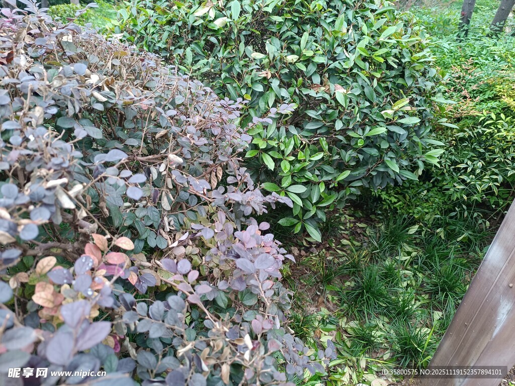 花园中的多彩植物景观