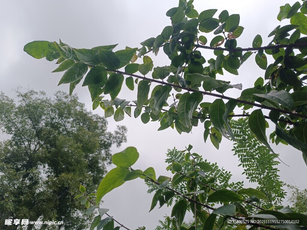 绿叶繁茂的树梢景象