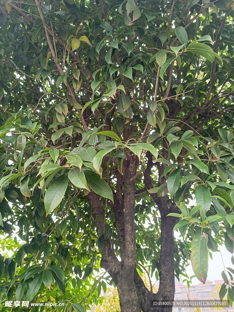 枝叶繁茂的果树