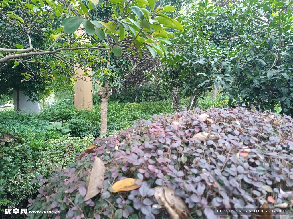 花园中多彩植物景观