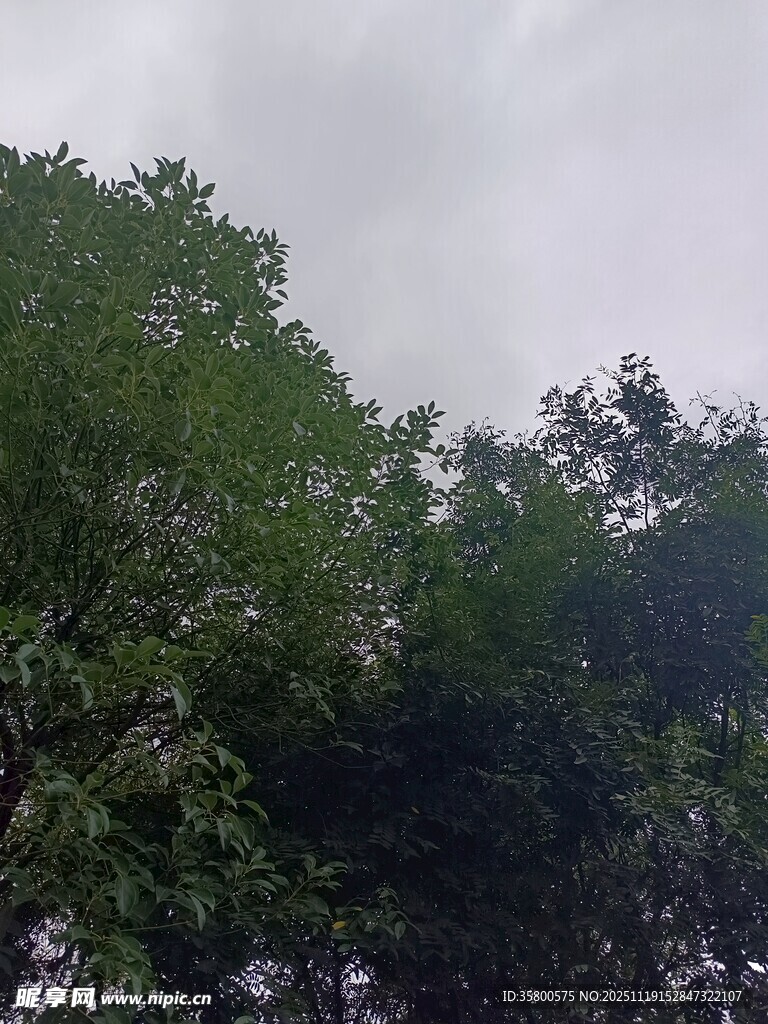 茂密绿树与阴沉天空景象