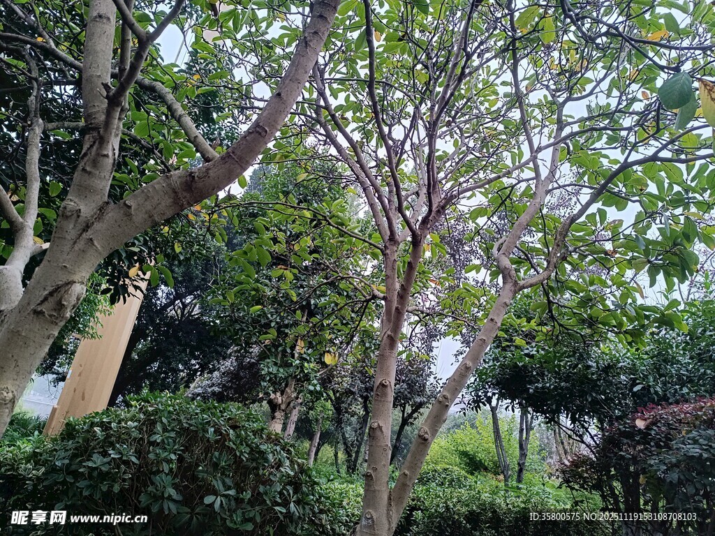 繁茂树林中的葱郁景象