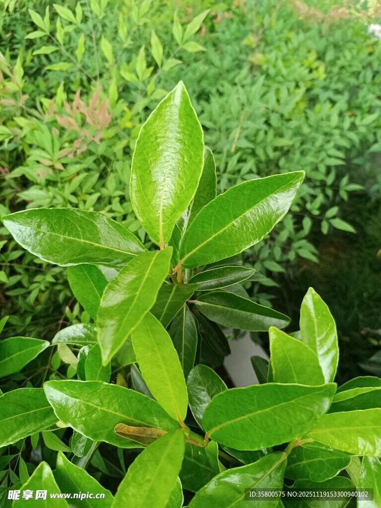 翠绿叶片的清新植物