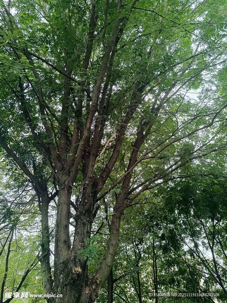 茂密树林中的繁茂树木