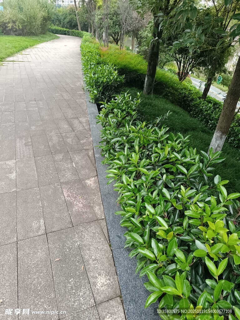 园林小径旁的葱郁绿植
