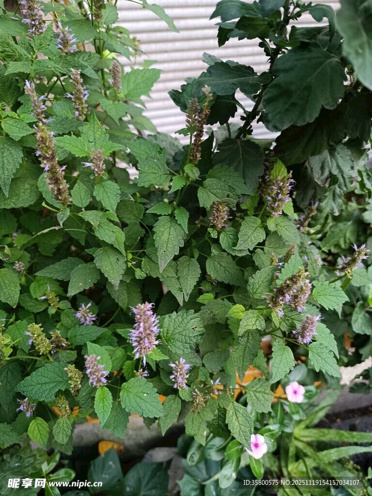 绿叶间的紫色小花