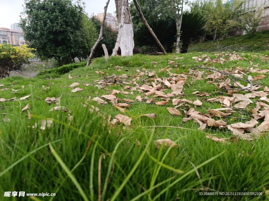 绿草间散落枯叶的庭院