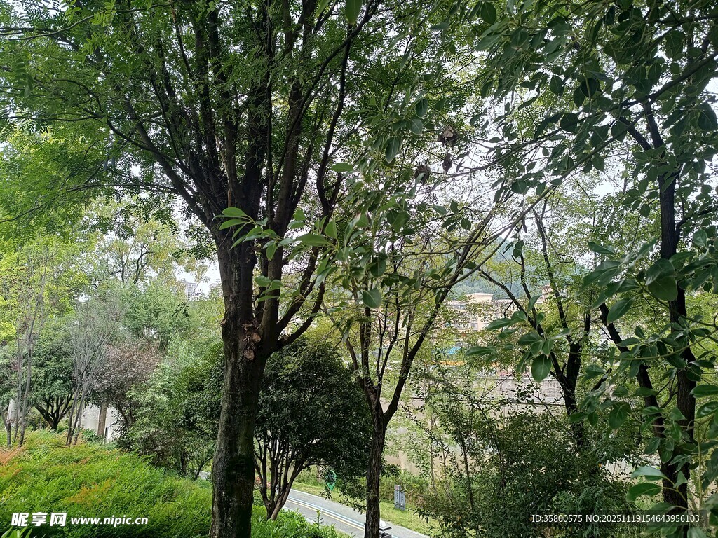 林间绿意盎然的静谧小道