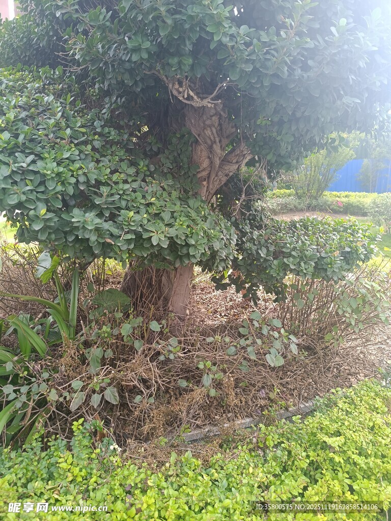 繁茂大树下的绿植景观