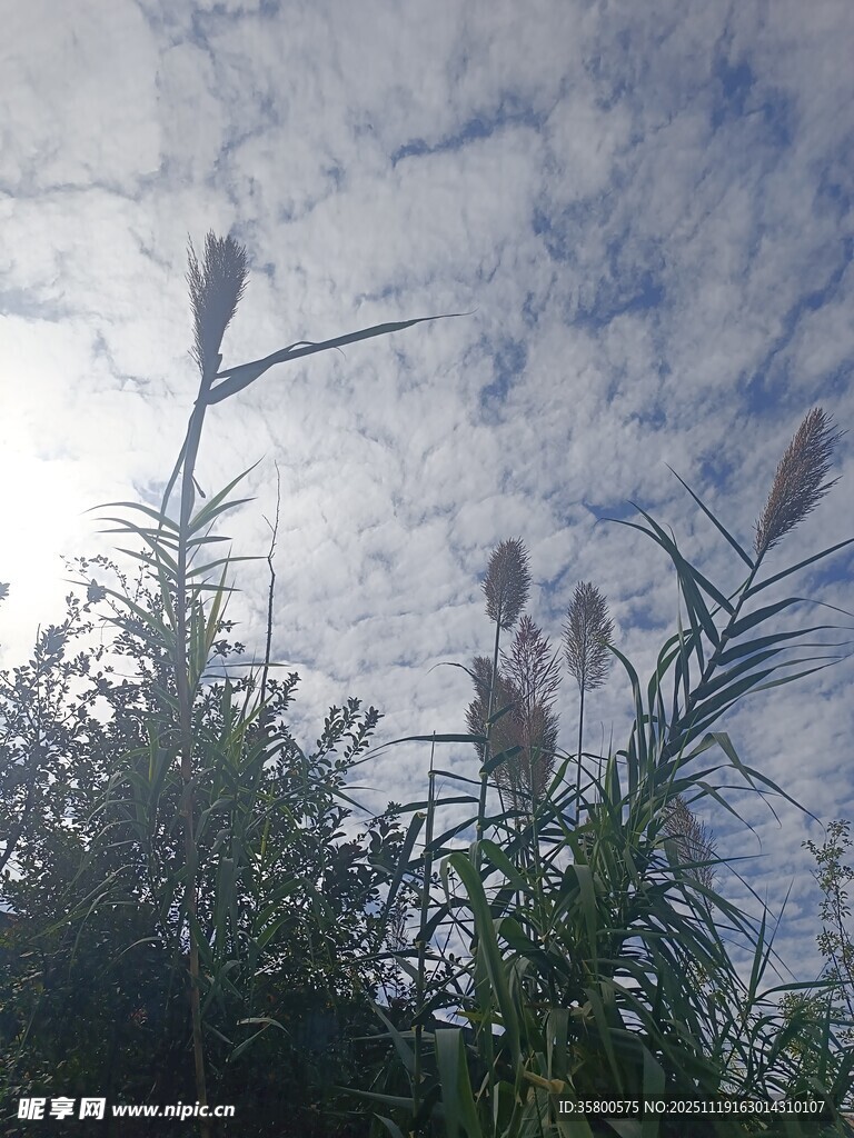 阳光下的花草与蓝天白云