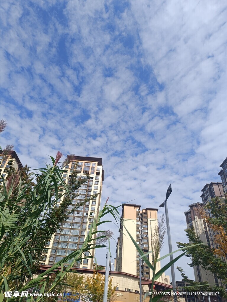 城市天空下的建筑与绿植