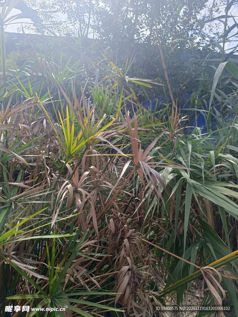 雾气中的繁茂植物