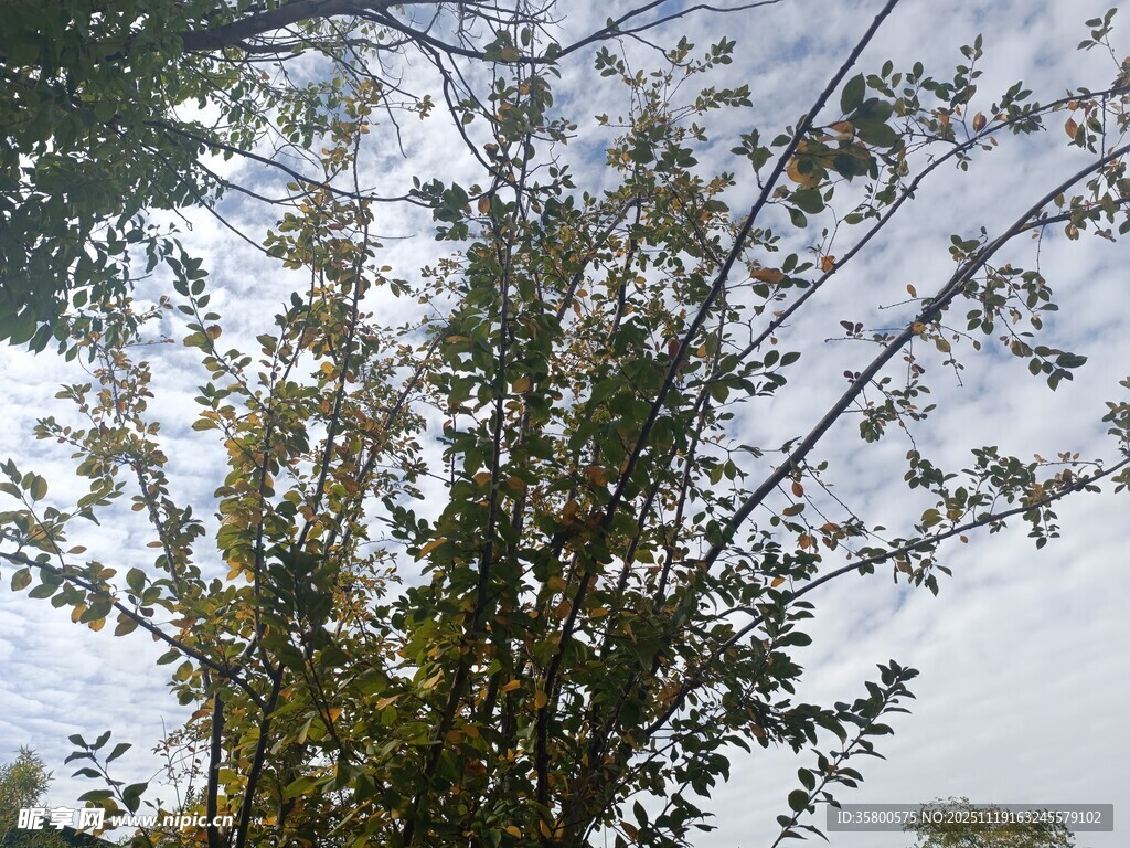 仰视视角下的繁茂绿树