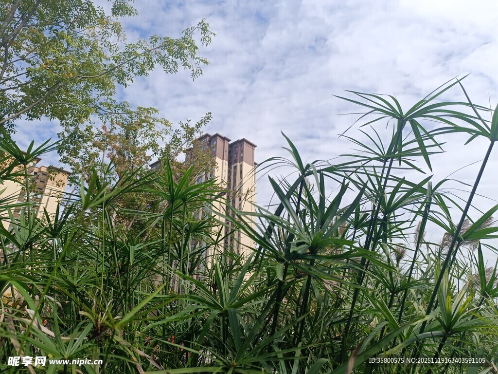 绿植掩映下的高楼