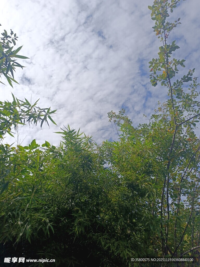 竹林上空的蓝天白云
