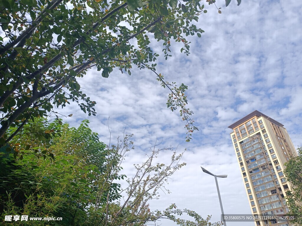 绿树掩映下的高楼景观