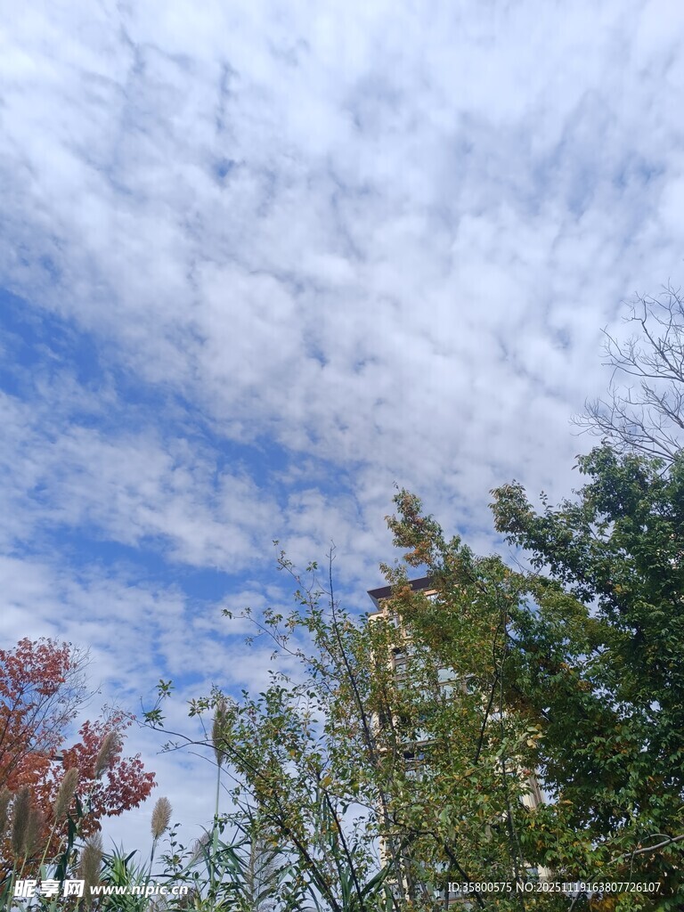 秋日树梢上的蓝天白云