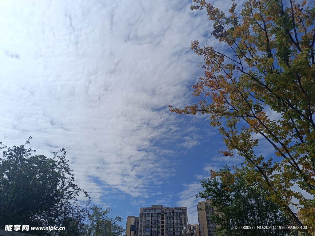 秋日蓝天下的树木与建筑