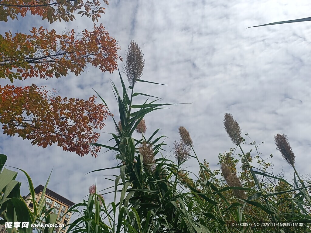 秋日芦苇与多彩树叶景观