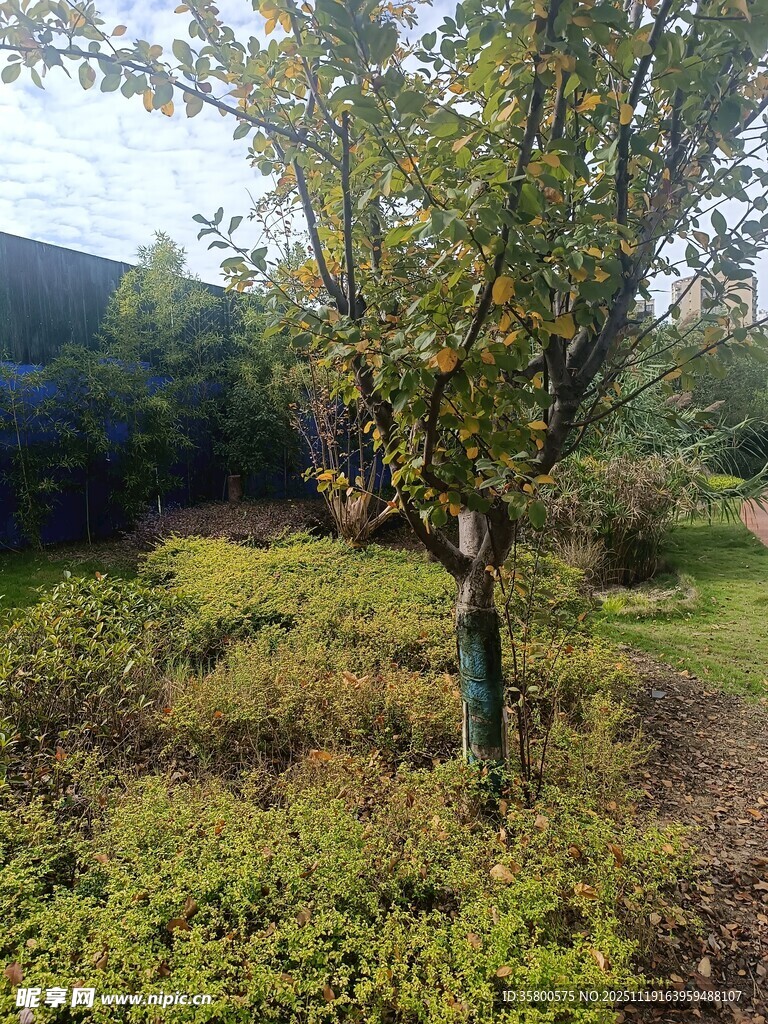 户外树木与繁茂草地景观