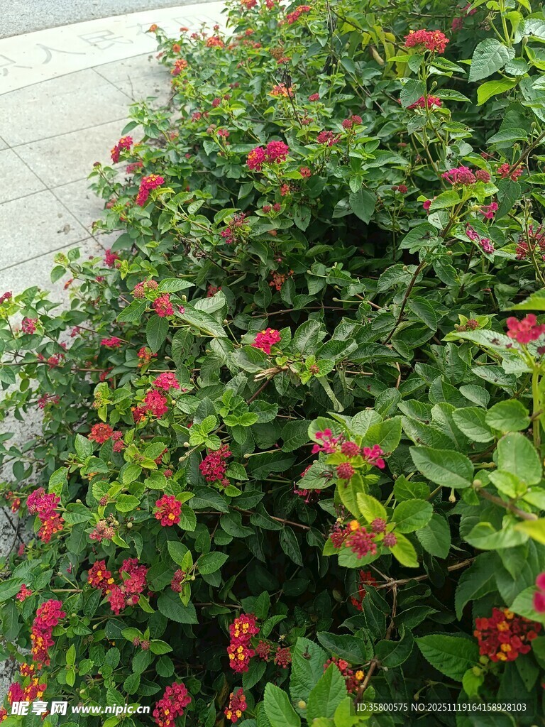 绿叶间的簇簇红花朵