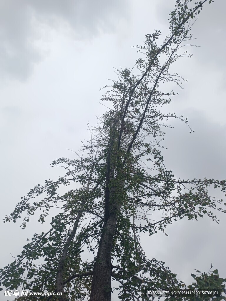 高耸入云的挺拔树木