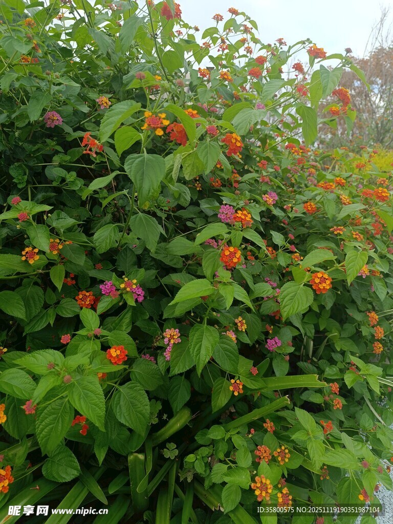 绿叶间绽放的鲜艳花朵