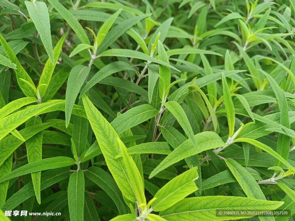 翠绿鲜嫩的植物叶片