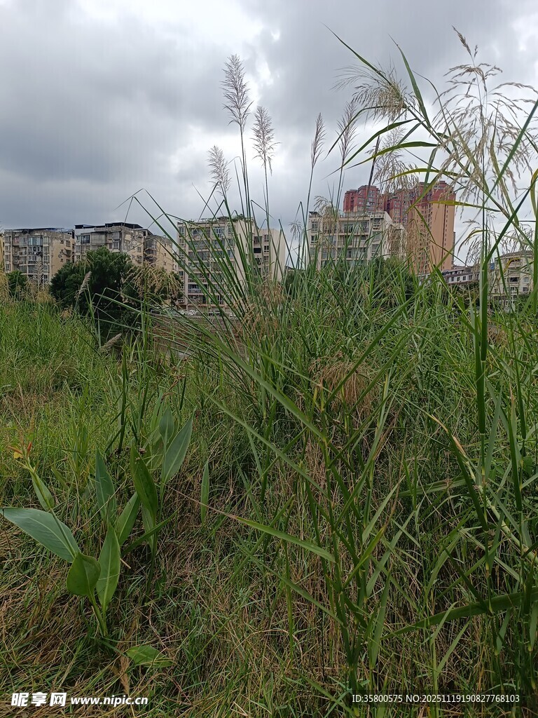 城郊草地与远处建筑景观