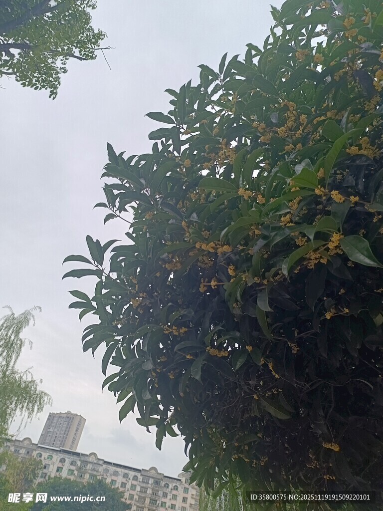 繁茂绿树与远处楼宇