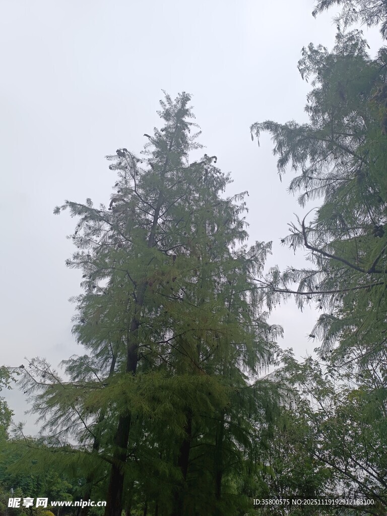 雨中挺拔的高大松树