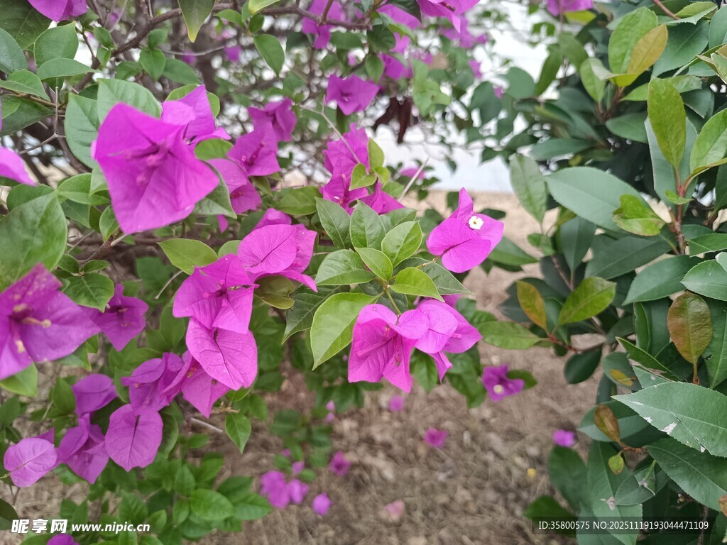 绽放的艳丽三角梅