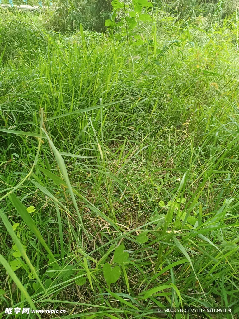 野外茂盛的绿色草地