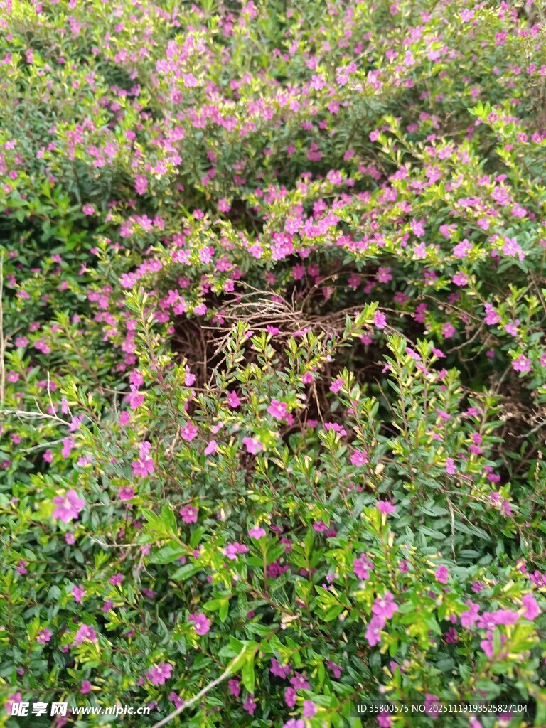 繁茂花丛中的粉色小花
