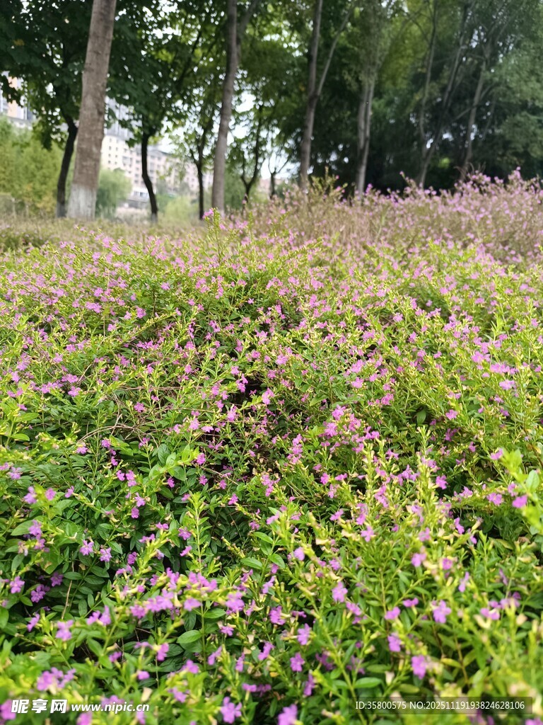 繁茂草地与林间景致