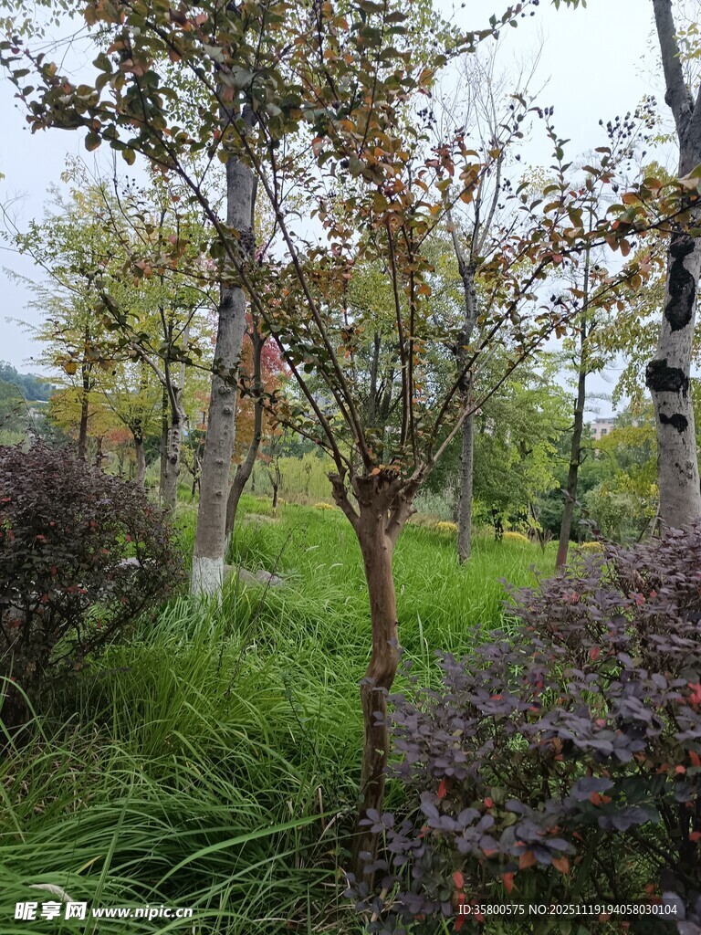 园林树木与绿植景观