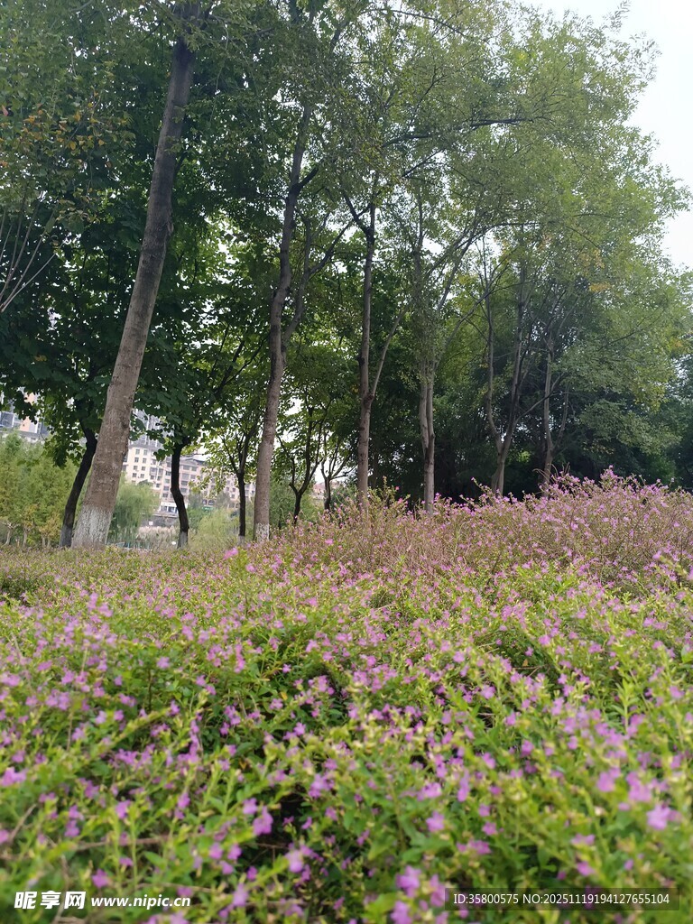 林间繁花盛开的美丽景致