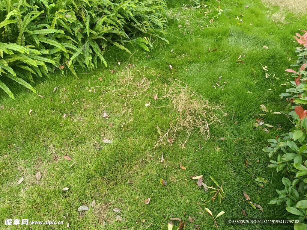 绿意盎然的庭院草地