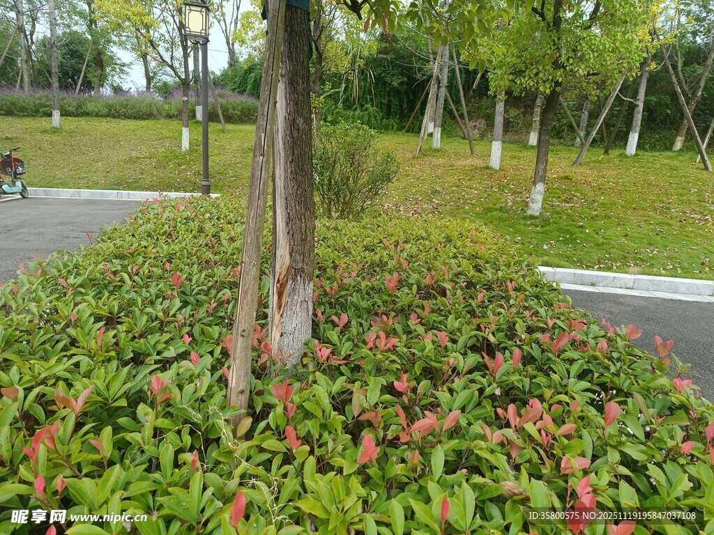 公园中多彩植物景观